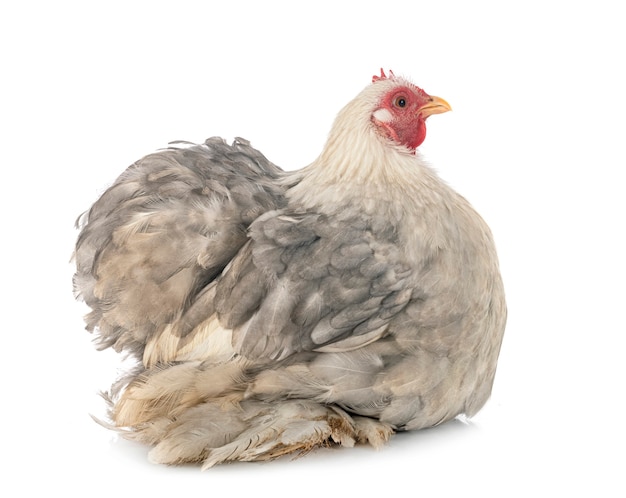 Pekin Bantam voor witte achtergrond