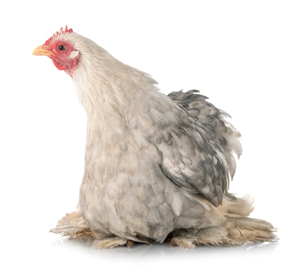 Pekin Bantam voor witte achtergrond