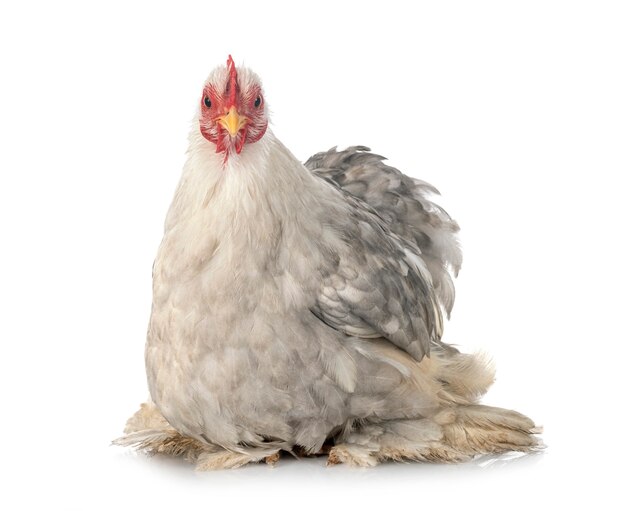 Pekin Bantam voor witte achtergrond