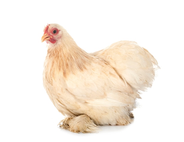 Pekin chicken isolated on white