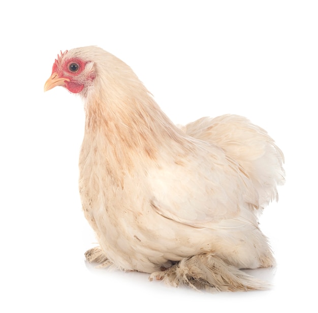 Pekin chicken isolated on white