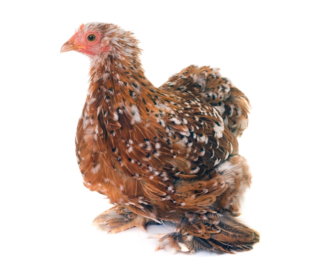 Photo pekin chicken in studio