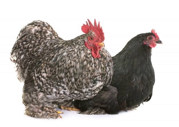 pekin chicken