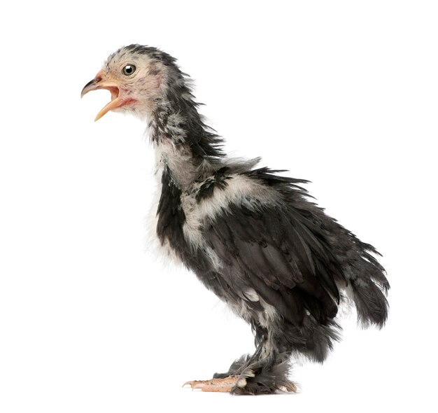 The Pekin is a breed of bantam chicken, 30 days old, isolated