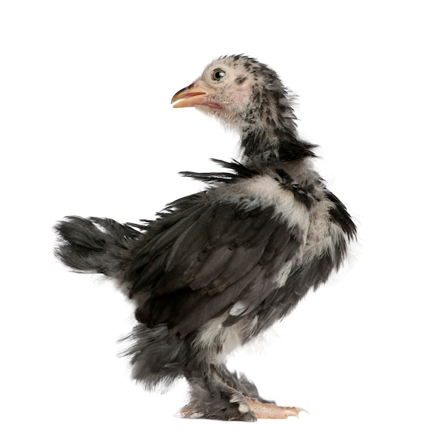 The Pekin is a breed of bantam chicken, 30 days old, standing