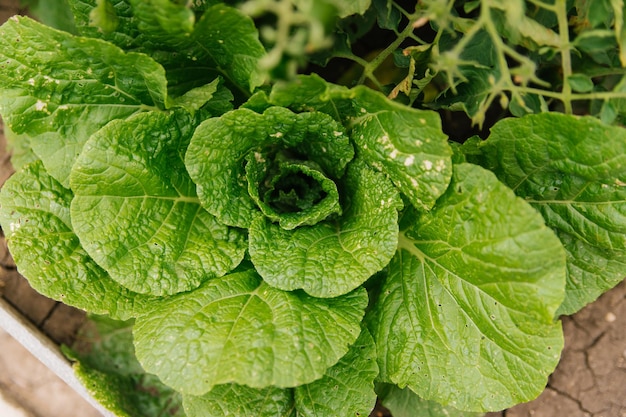 Peking cabbage in the garden textured cabbage leaves the season\
of picking vegetables agricultural industry green large leaves of\
not mature cabbage