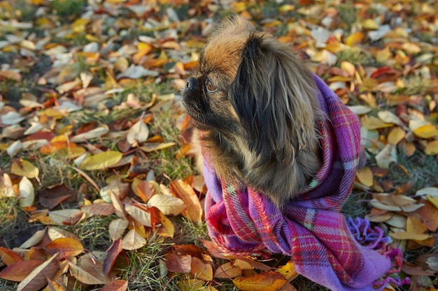 Pekingese breed dog in autumn sunny day