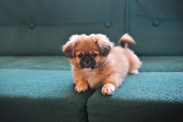 ペキニーズ。犬のファッション美しい小型犬を着てポーズ