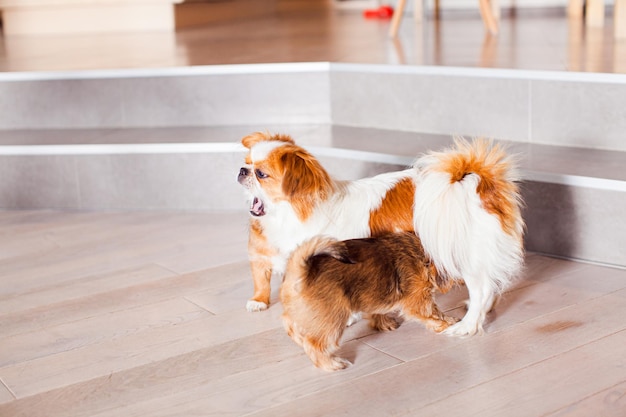 Pekingese dog plays with puppy in the house Pets care concept