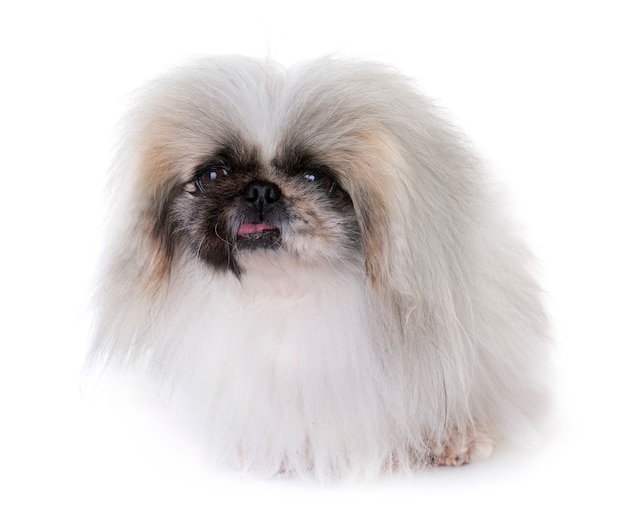 Pekingese dog in studio