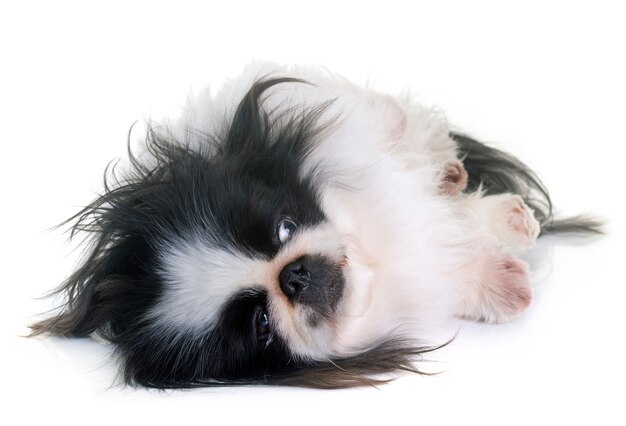 Pekingese dog in studio