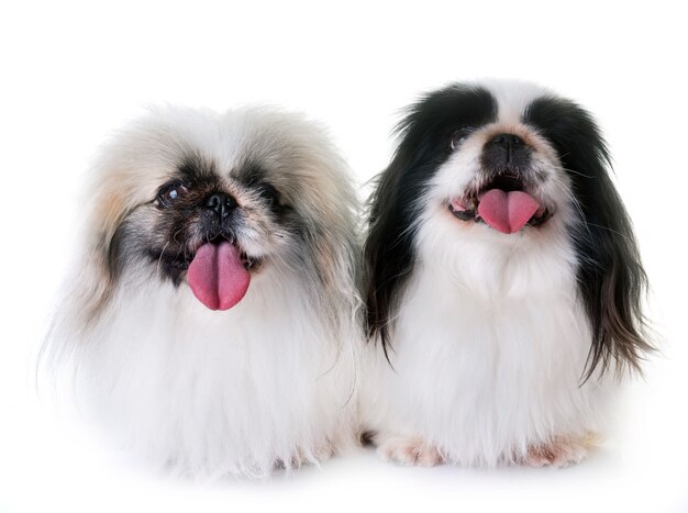 Pekingese dogs in studio