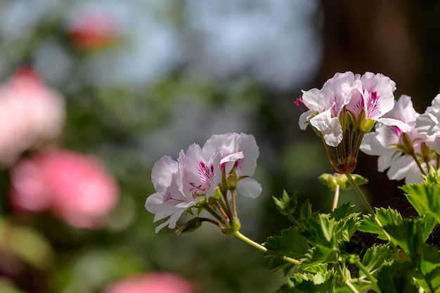 The pelargonium flower closeup