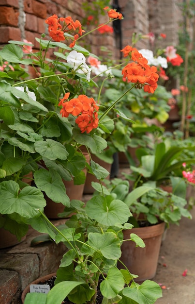 Pelargonium in flower pots or geraniums Pelargonium flowers in pots near an old brick wall