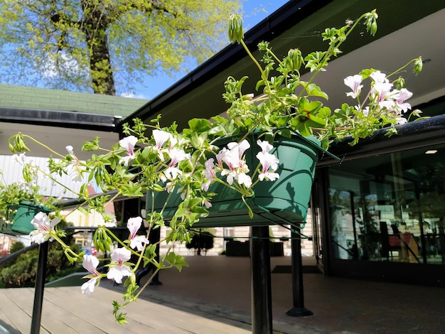 ペラルゴニウムはゼラニウム科の植物の属です花びらに赤い静脈を持つ白いツタのゼラニウムフラワーボックスバルコニーの装飾窓家の正面通り芝生Cranesbill