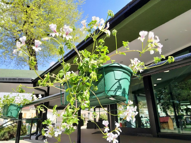 ペラルゴニウムはゼラニウム科の植物の属です花びらに赤い静脈を持つ白いツタのゼラニウムフラワーボックスバルコニーの装飾窓家の正面通り芝生Cranesbill