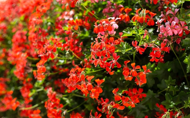 Pelargonium peltatum on flowerbed Nature background