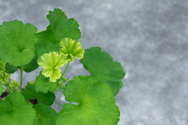 Foto pelargonium plant bladeren op een grijze achtergrond