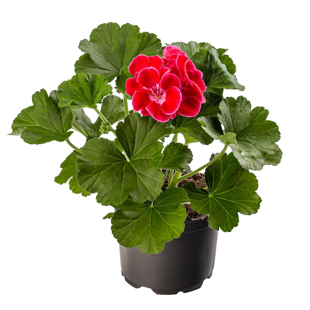 Pelargonium plant met rode bloem