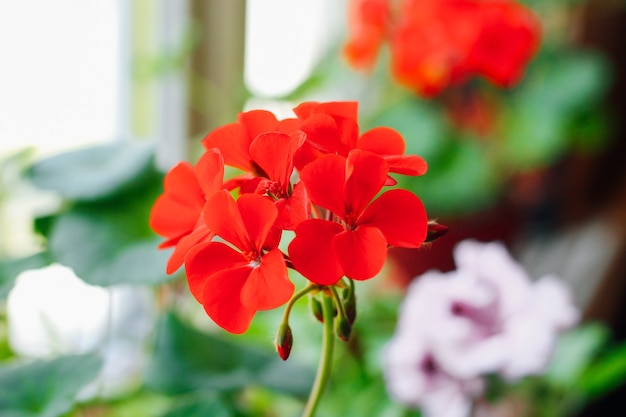 Pelargonium 빨간색 클로즈업입니다.