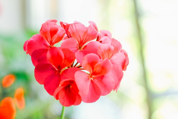 Pelargonium rood close-up.