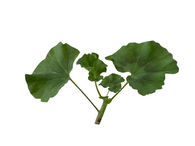 펠라고니움 시도이데스 (Pelargonium sidoides) 또는 아프리카 게라니움 (African geranium) 은 식단 보충제 및 전통 의학으로 사용됩니다.