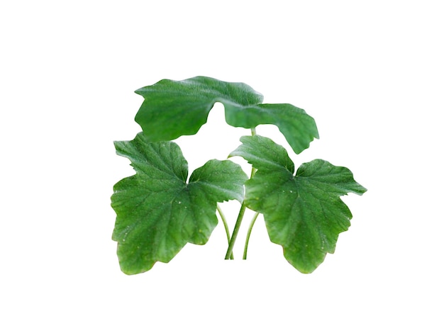 Pelargonium sidoides or African geranium is used as a dietary supplement and traditional medicine