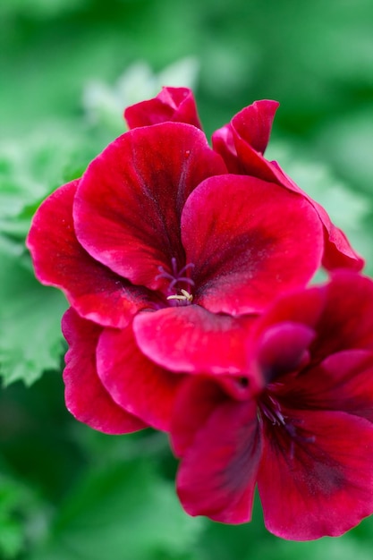 Photo pelargonium with red flowers closeup red garden flower top view macro photo