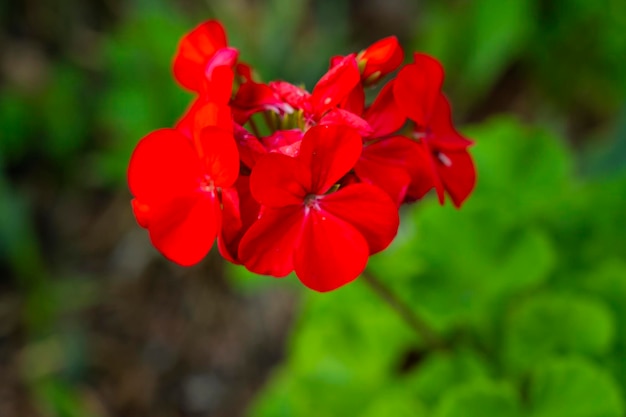 펠라고늄 조날레. 정원 꽃 Pelargonium zonale. 아름다운 꽃들