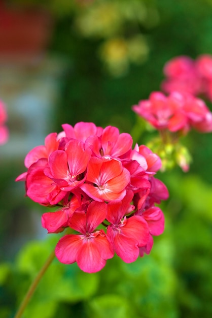 Pelargonium