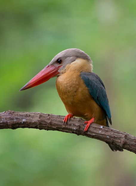 Pelargopsis capensis vogel