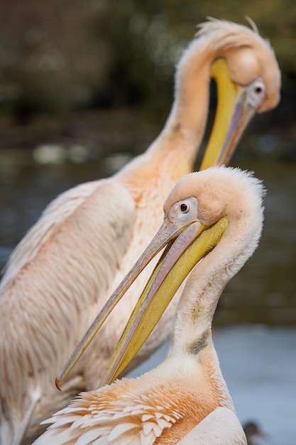 Pelecanus onocrotalus, также известный как восточный белый пеликан, розовый пеликан или белый пеликан.