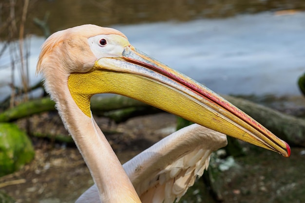 Pelecanus onocrotalus ook bekend als de oostelijke witte pelikaan roze pelikaan of witte pelikaan