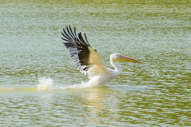 Pelecanus pelecanedae는 큰 물새입니다.