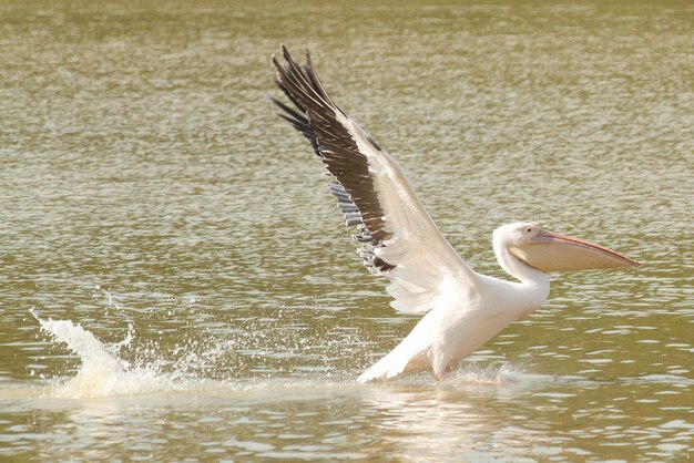 Pelecanus pelecanedae — крупная водоплавающая птица.