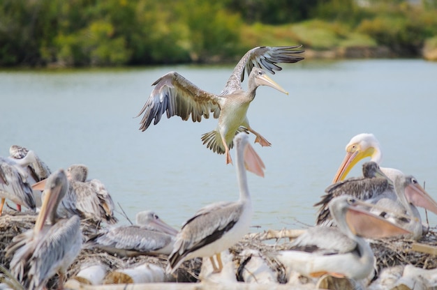 Pelecanus pelecanedae is een grote watervogel