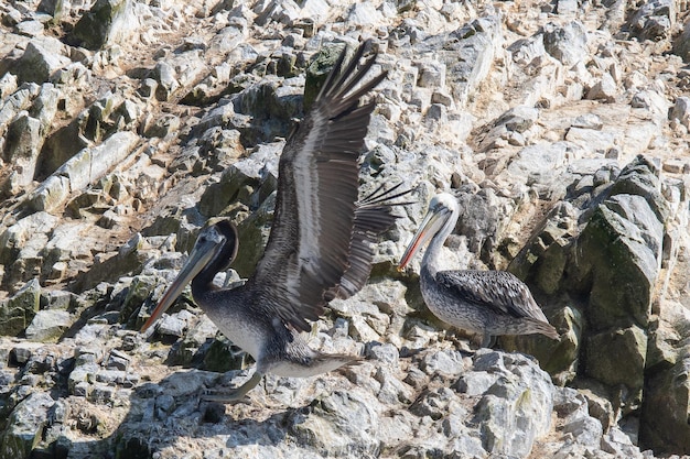 Pelecanus thaag