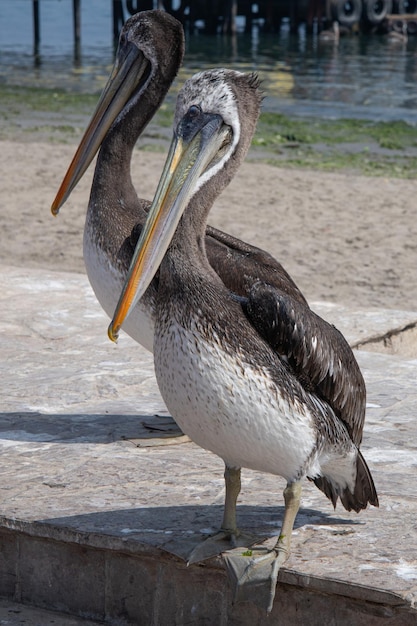 Pelecanus thagus