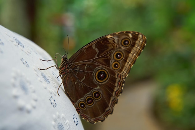 Бабочка Peleides brown morpho в саду