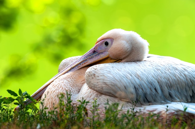 Pelican on the African Lake Nakuru in Kenya