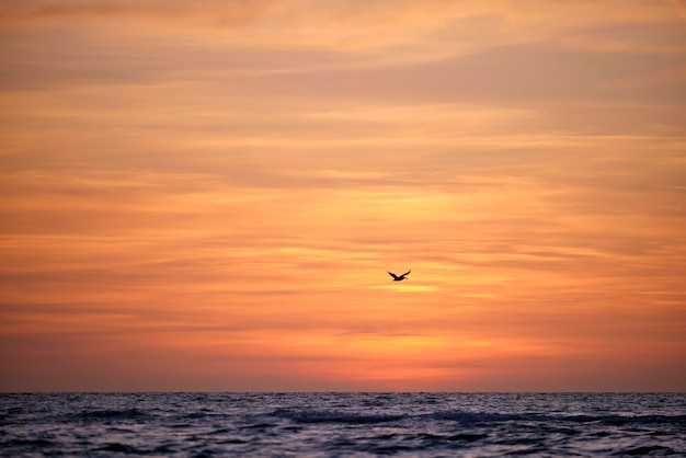 柔らかい夜の海の暗い水で日没時に劇的な赤い海の波の上を飛ぶペリカン鳥