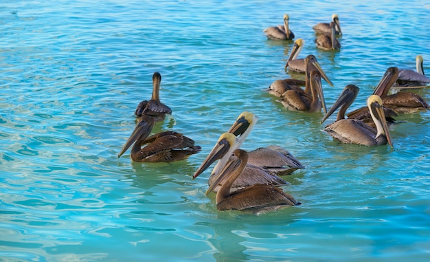 メキシコのカリブ海のペリカンの鳥