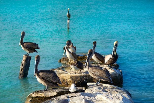 Pelican birds in Caribbean pier Mexico