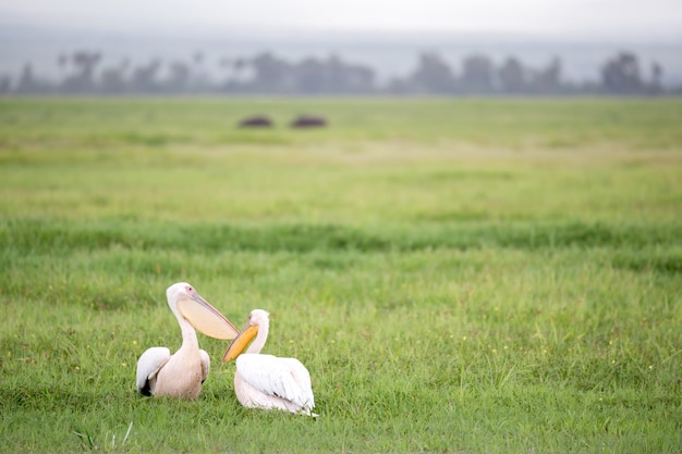 Pelican birds in the green grass standing
