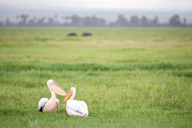 緑の草に立っているペリカン鳥