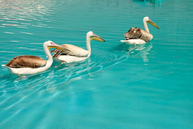 Pelican birds swimming in the pool