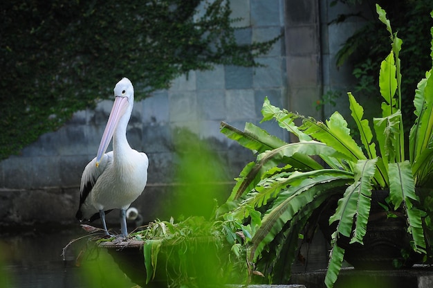 植物によるペリカン