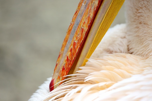 Photo pelican cleans its beak feathers closeup