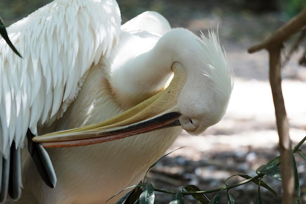 Pelican cleans wings