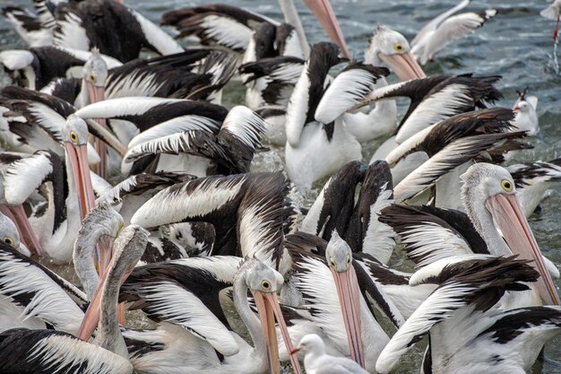 Photo pelican close up portrait on the beach